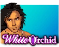 Slots - white-orchid-slot review