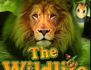 Logo The Wild Life