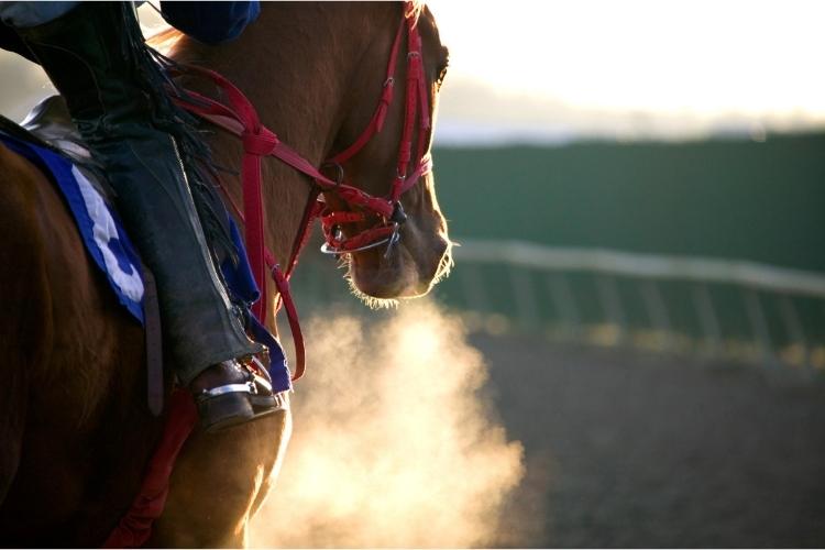 Wedden op Paardenrennen Paardenrace